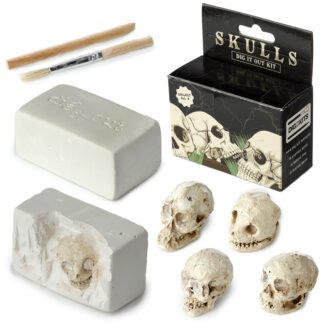 Fun Excavation Dig it Out Kit - Human Skull 1 Pack