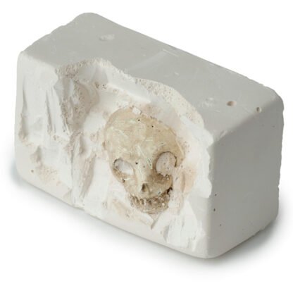 Fun Excavation Dig it Out Kit - Human Skull 1 Pack - Image 3