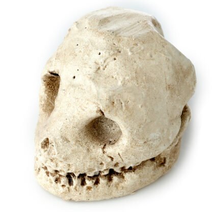 Fun Excavation Dig it Out Kit - Human Skull 1 Pack - Image 4