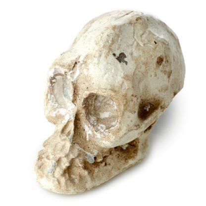 Fun Excavation Dig it Out Kit - Human Skull 1 Pack - Image 5