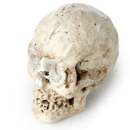 Fun Excavation Dig it Out Kit - Human Skull 1 Pack - Image 6