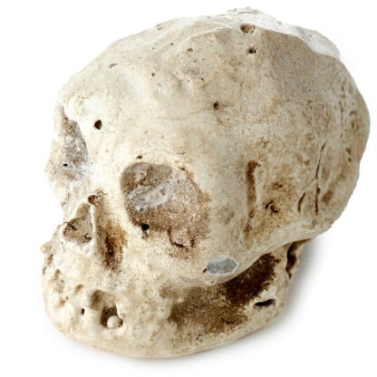 Fun Excavation Dig it Out Kit - Human Skull 1 Pack - Image 7